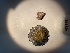  (Boreolithothamnion phymatodeum - GWS049797)  @11 [ ] Unspecified (default): All Rights Reserved  Unspecified Unspecified