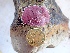  (Leptophytum foecundum - GWS049944)  @11 [ ] Unspecified (default): All Rights Reserved  Unspecified Unspecified