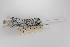  (Peromyscus maniculatus - ROM 118685)  @13 [ ] Copyright (2010) Unspecified Unspecified
