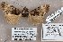  ( - 24153-050710-ZI)  @11 [ ] Copyright (2019) Robert Borth LepBio, LLC