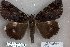  ( - 24165-150817-TI)  @11 [ ] Copyright (2019) Robert Borth LepBio, LLC