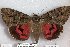  ( - 24788-050812-MO)  @11 [ ] Copyright (2019) Robert Borth LepBio, LLC