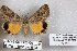  ( - 24793-050602-KA)  @11 [ ] Copyright (2019) Robert Borth LepBio, LLC