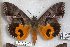  ( - 24831-131118-MA)  @11 [ ] Copyright (2019) Robert Borth LepBio, LLC