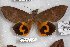  ( - 24834-150918-TO)  @11 [ ] Copyright (2019) Robert Borth LepBio, LLC