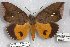  ( - 24838-151018-PA)  @11 [ ] Copyright (2019) Robert Borth LepBio, LLC