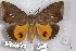  ( - 24839-150219-WA)  @11 [ ] Copyright (2019) Robert Borth LepBio, LLC