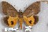  ( - 24840-150219-WA)  @11 [ ] Copyright (2019) Robert Borth LepBio, LLC