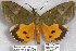  ( - 24846-150517-VI)  @11 [ ] Copyright (2019) Robert Borth LepBio, LLC
