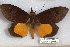  ( - 24848-170617-FG)  @13 [ ] Copyright (2019) Robert Borth LepBio, LLC