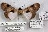  ( - 24868-041118-MA)  @11 [ ] Copyright (2019) Robert Borth LepBio, LLC