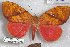  ( - 24876-100117-TO)  @11 [ ] Copyright (2019) Robert Borth LepBio, LLC