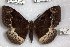  ( - 24877-151118-MA)  @11 [ ] Copyright (2019) Robert Borth LepBio, LLC