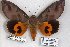  ( - 24889-090319-MA)  @11 [ ] Copyright (2019) Robert Borth LepBio, LLC