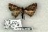  (Idia suffusalis - 1017-200603-AZ)  @13 [ ] Copyright (2008) Unspecified Research Collection of Robert J. Borth