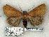  ( - 1028-310703-AZ)  @13 [ ] Copyright (2008) Unspecified Research Collection of Robert J. Borth