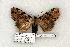  ( - 1036-310703-AZ)  @14 [ ] Copyright (2008) Unspecified Research Collection of Robert J. Borth