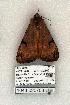  ( - 1043-020703-UT)  @12 [ ] Copyright (2008) Unspecified Research Collection of Robert J. Borth