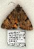  ( - 1044-240705-CA)  @12 [ ] Copyright (2008) Unspecified Research Collection of Robert J. Borth