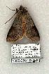  ( - 1055-250703-AZ)  @14 [ ] Copyright (2008) Unspecified Research Collection of Robert J. Borth