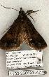  ( - 1103-230603-AZ)  @13 [ ] Copyright (2008) Unspecified Research Collection of Robert J. Borth