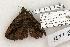  ( - 1333-310703-AZ)  @13 [ ] Copyright (2008) Unspecified Research Collection of Robert J. Borth
