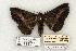  ( - 1350-260590-WI)  @14 [ ] Copyright (2008) Unspecified Research Collection of Robert J. Borth