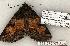  ( - 1368-270703-AZ)  @12 [ ] Copyright (2008) Unspecified Research Collection of Robert J. Borth