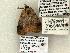  (Isogona texana - 1530-CO1-06)  @13 [ ] Copyright (2008) Unspecified Research Collection of Robert J. Borth