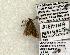  (Bleptina minimalis - 1541-CO1-06)  @13 [ ] Copyright (2008) Unspecified Research Collection of Robert J. Borth