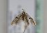  (Argyresthia curvella - TLMF Lep 17347)  @13 [ ] CreativeCommons - Attribution Non-Commercial Share-Alike (2015) Peter Huemer Tiroler Landesmuseum Ferdinandeum