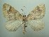  (Eulithis populata - KLM Lep 06097)  @14 [ ] CreativeCommons - Attribution Non-Commercial Share-Alike (2015) Christian Wieser Landesmuseum Kärnten