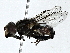  ( - BIOUG91350-F11)  @11 [ ] CreativeCommons - Attribution (2022) CBG Photography Group Centre for Biodiversity Genomics