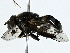  ( - BIOUG91351-B04)  @11 [ ] CreativeCommons - Attribution (2022) CBG Photography Group Centre for Biodiversity Genomics
