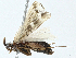  ( - BIOUG97718-F12)  @11 [ ] CreativeCommons - Attribution (2023) CBG Photography Group Centre for Biodiversity Genomics