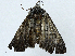  ( - BIOUG97720-A12)  @11 [ ] CreativeCommons - Attribution (2023) CBG Photography Group Centre for Biodiversity Genomics