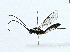  ( - BIOUG99521-F06)  @11 [ ] CreativeCommons - Attribution (2023) CBG Photography Group Centre for Biodiversity Genomics