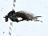  ( - BIOUG99521-G08)  @11 [ ] CreativeCommons - Attribution (2023) CBG Photography Group Centre for Biodiversity Genomics
