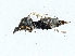  ( - BIOUG99522-G06)  @11 [ ] CreativeCommons - Attribution (2023) CBG Photography Group Centre for Biodiversity Genomics