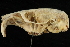  ( - HLC-16320)  @12 [ ] CreativeCommons - Attribution (2012) CBG Photography Group Centre for Biodiversity Genomics