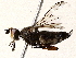  ( - BIOUG73658-A03)  @11 [ ] CreativeCommons - Attribution (2022) CBG Photography Group Centre for Biodiversity Genomics