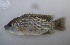  (Oreochromis placidus - AC13A103)  @13 [ ] CreativeCommons - Attribution Non-Commercial Share-Alike (2013) SAIAB SAIAB