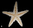  (Astropecten cf. duplicatus - ACAP010)  @11 [ ] Unspecified (default): All Rights Reserved  Unspecified Unspecified