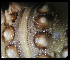  ( - ACAP061)  @12 [ ] Unspecified (default): All Rights Reserved  Unspecified Unspecified