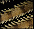  (Ophionereis sp. nov - ACAP071)  @13 [ ] Unspecified (default): All Rights Reserved  Unspecified Unspecified