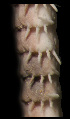  ( - ACAP085)  @11 [ ] Unspecified (default): All Rights Reserved  Unspecified Unspecified