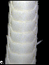  ( - ACAP107)  @12 [ ] Unspecified (default): All Rights Reserved  Unspecified Unspecified