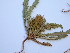  (Acanthopsis hoffmannseggiana - HS1756)  @12 [ ] No Rights Reserved  Unspecified Unspecified