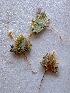  (Acanthopsis sp. 3 - HS1814)  @12 [ ] No Rights Reserved  Unspecified Unspecified