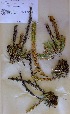  (Acanthopsis carduifolia - HS3996)  @13 [ ] No Rights Reserved  Unspecified Unspecified